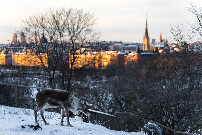 Стокгольм, олень, зима, закат Северный дух в городском ритме фото превью