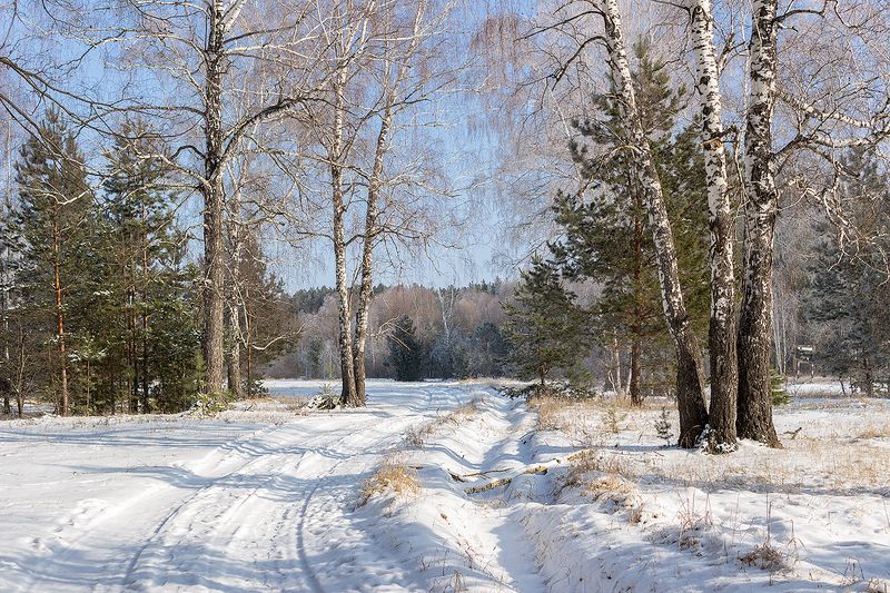 лес, деревья, зима, иней, природа  фото превью