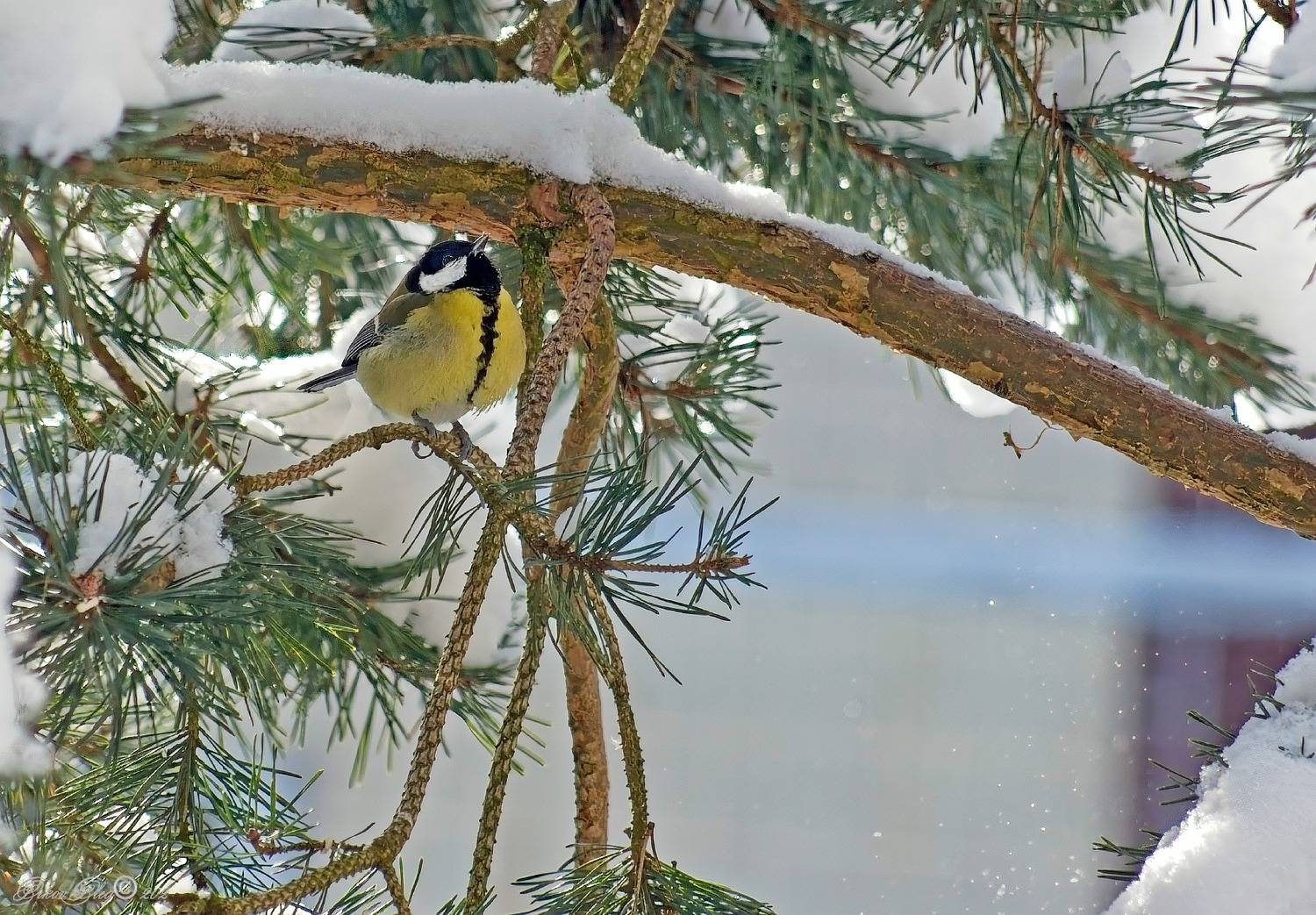 , Орлов Олег