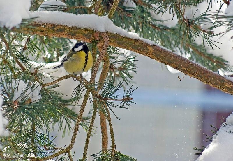 Ждущая весну.... фото превью