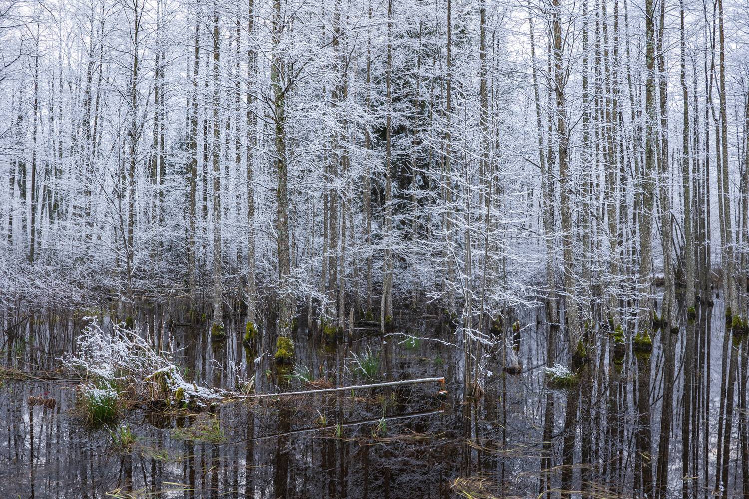 , Гордон Николай