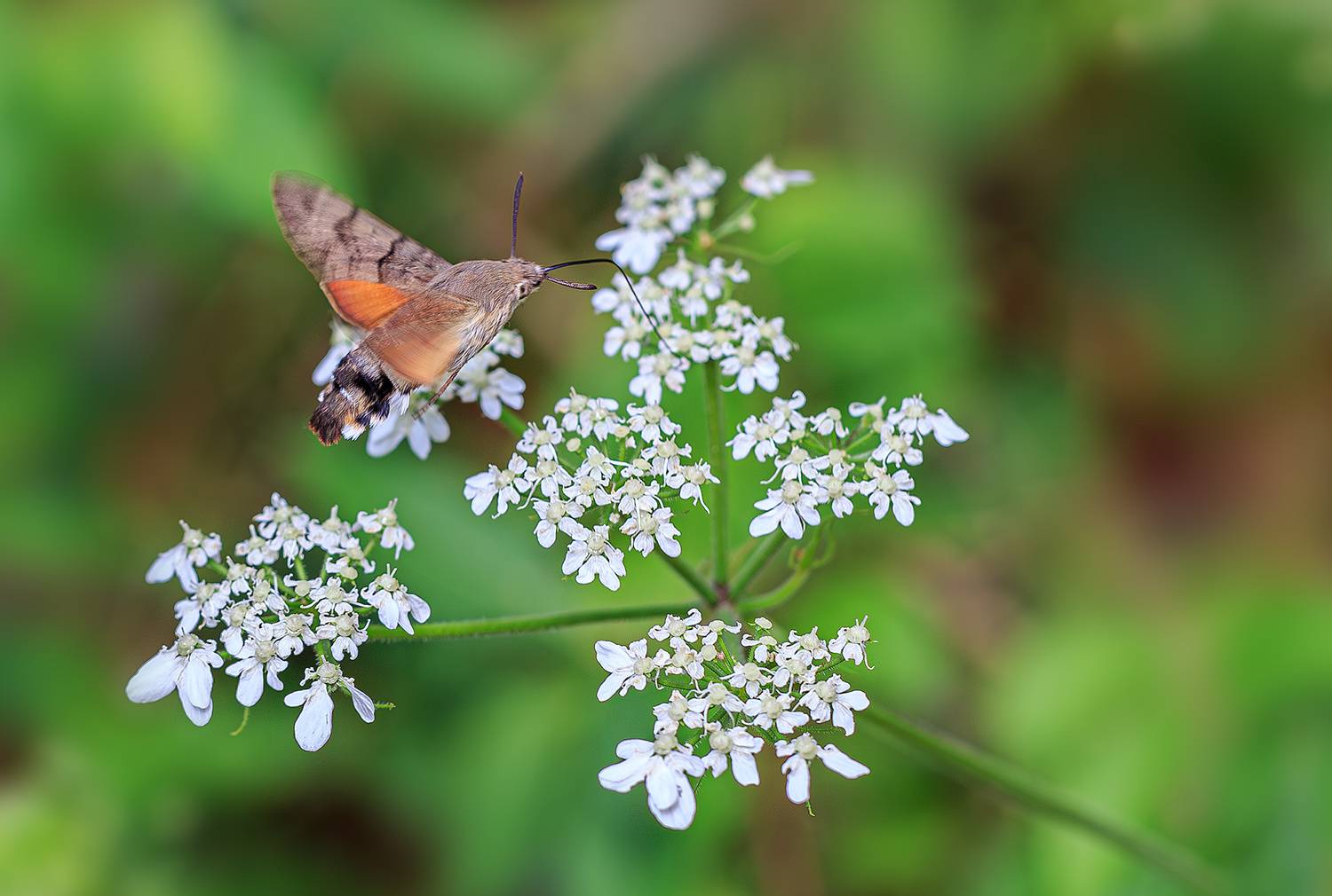 насекомые, бабочка, бражник, языкан, Борис Новиков