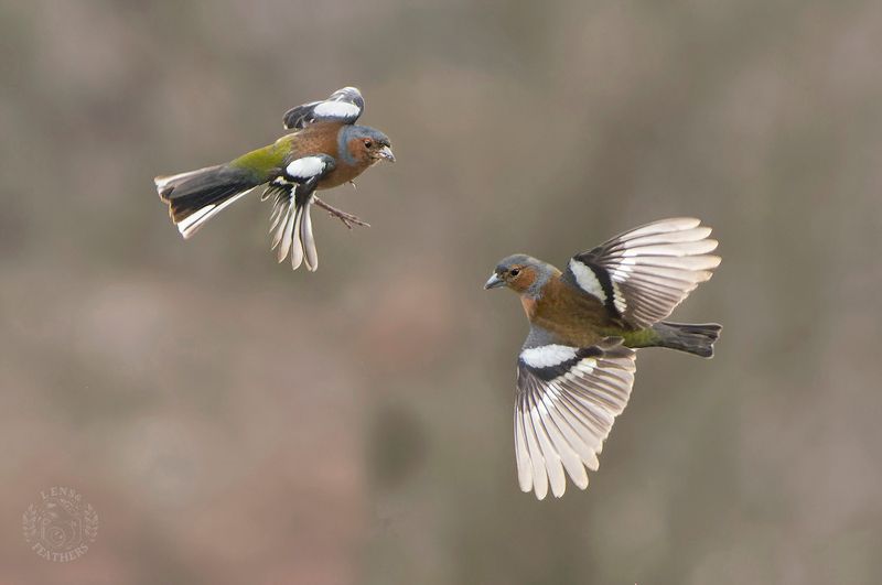Зяблик - Lens and Feathers фото превью