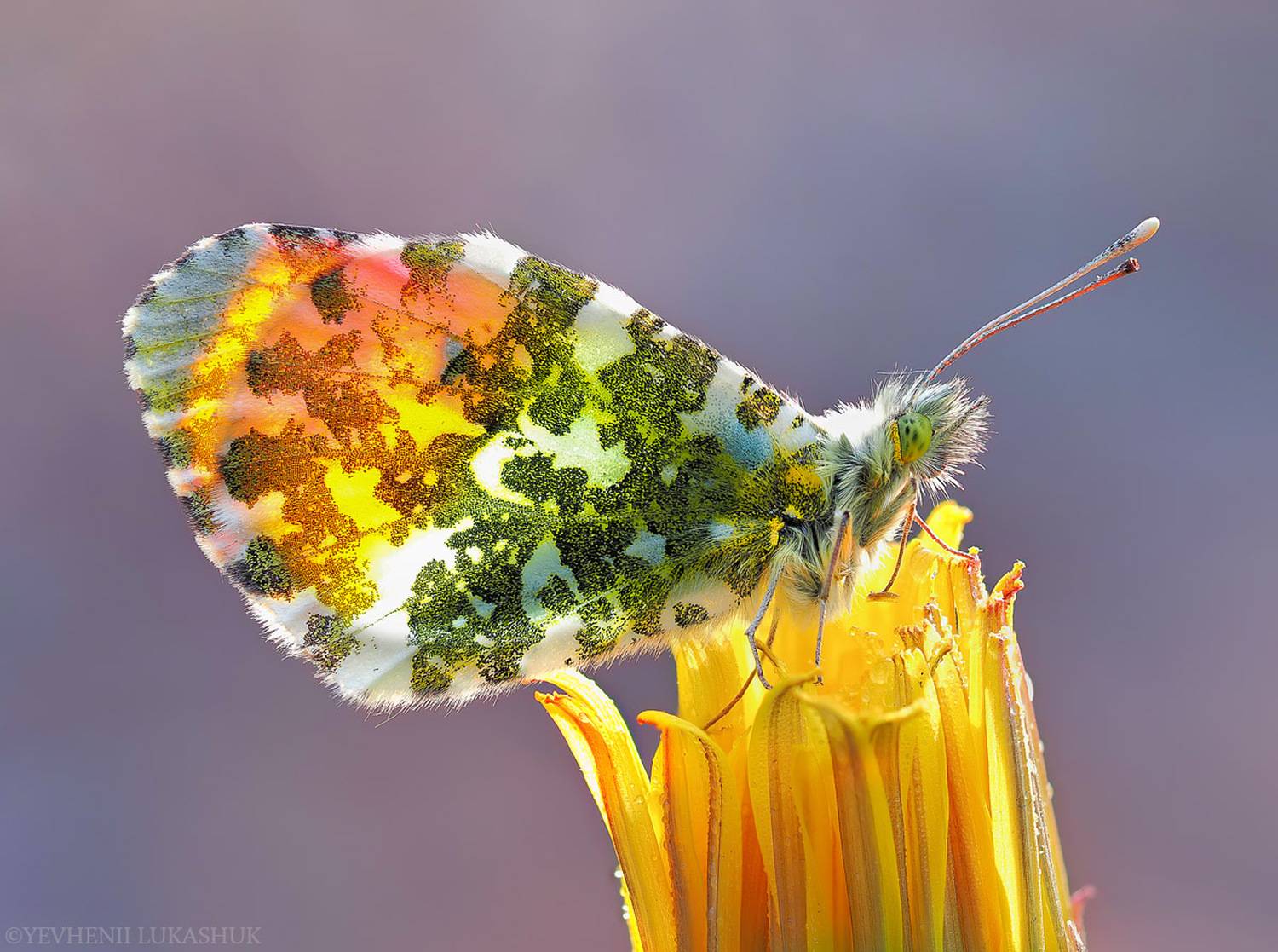 , Лукашук Евгений