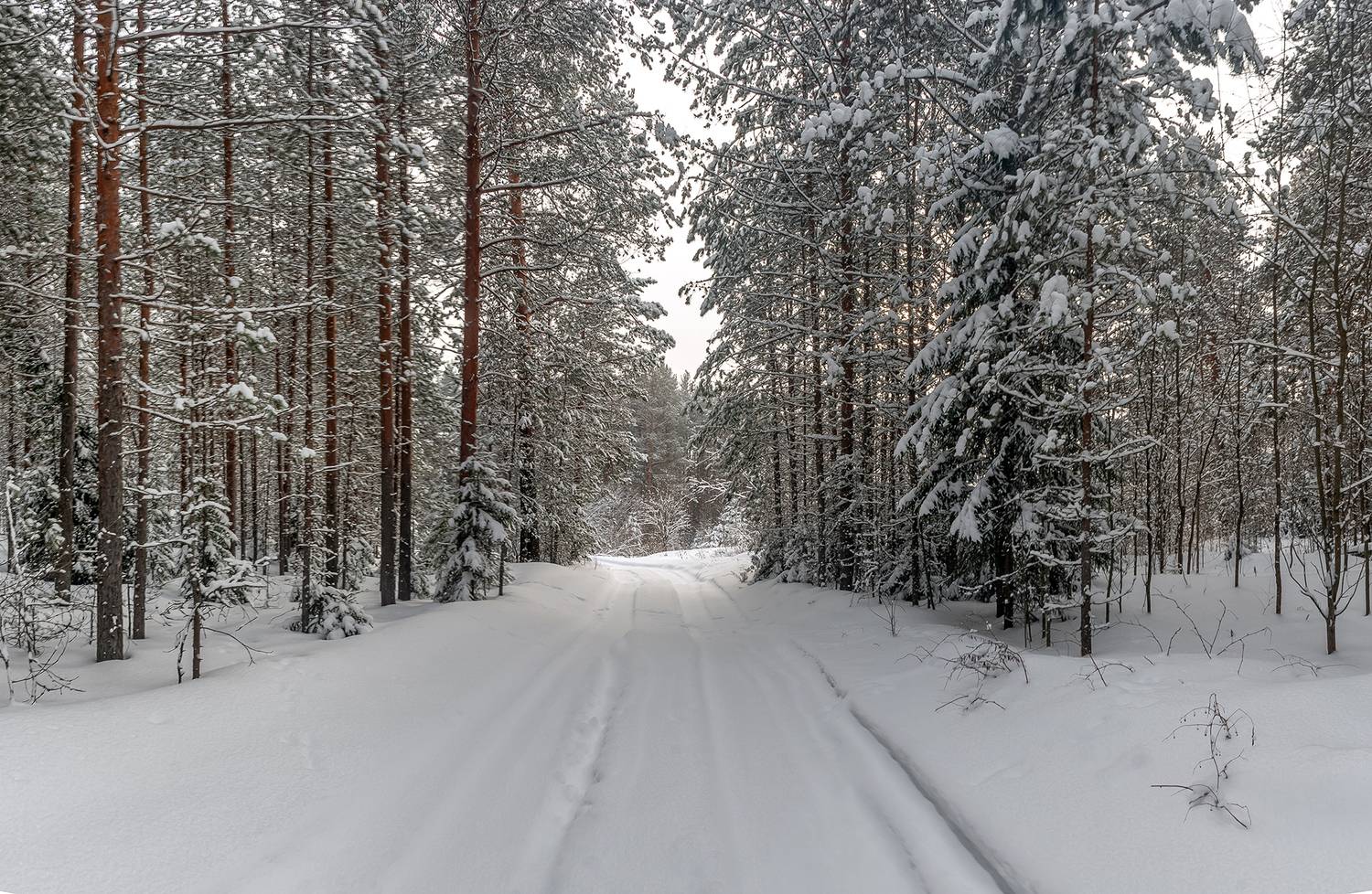 лес, снег, дорога, сосны., Анкудинов Леонид