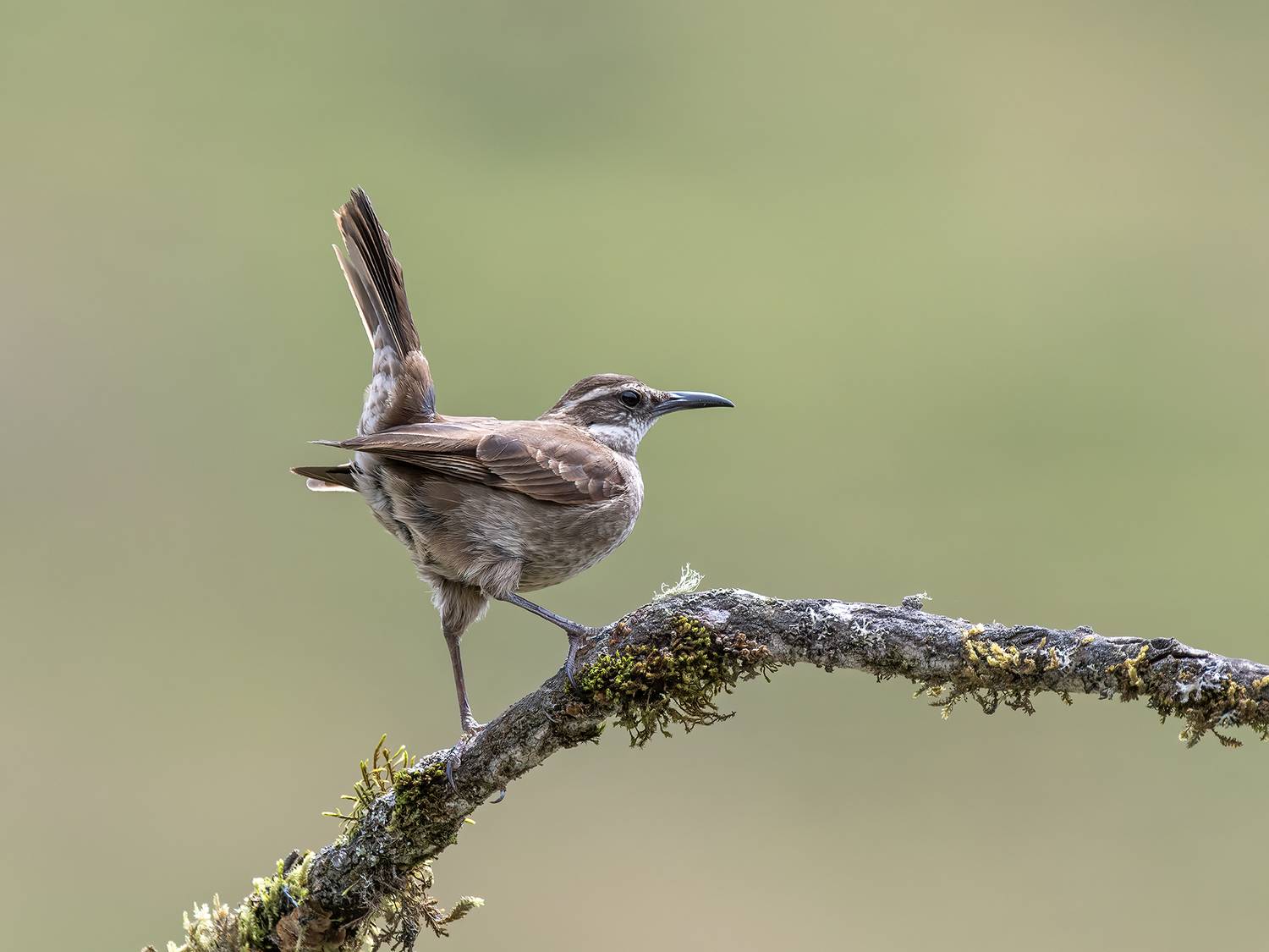 , Fernando Burgalin Sequeira