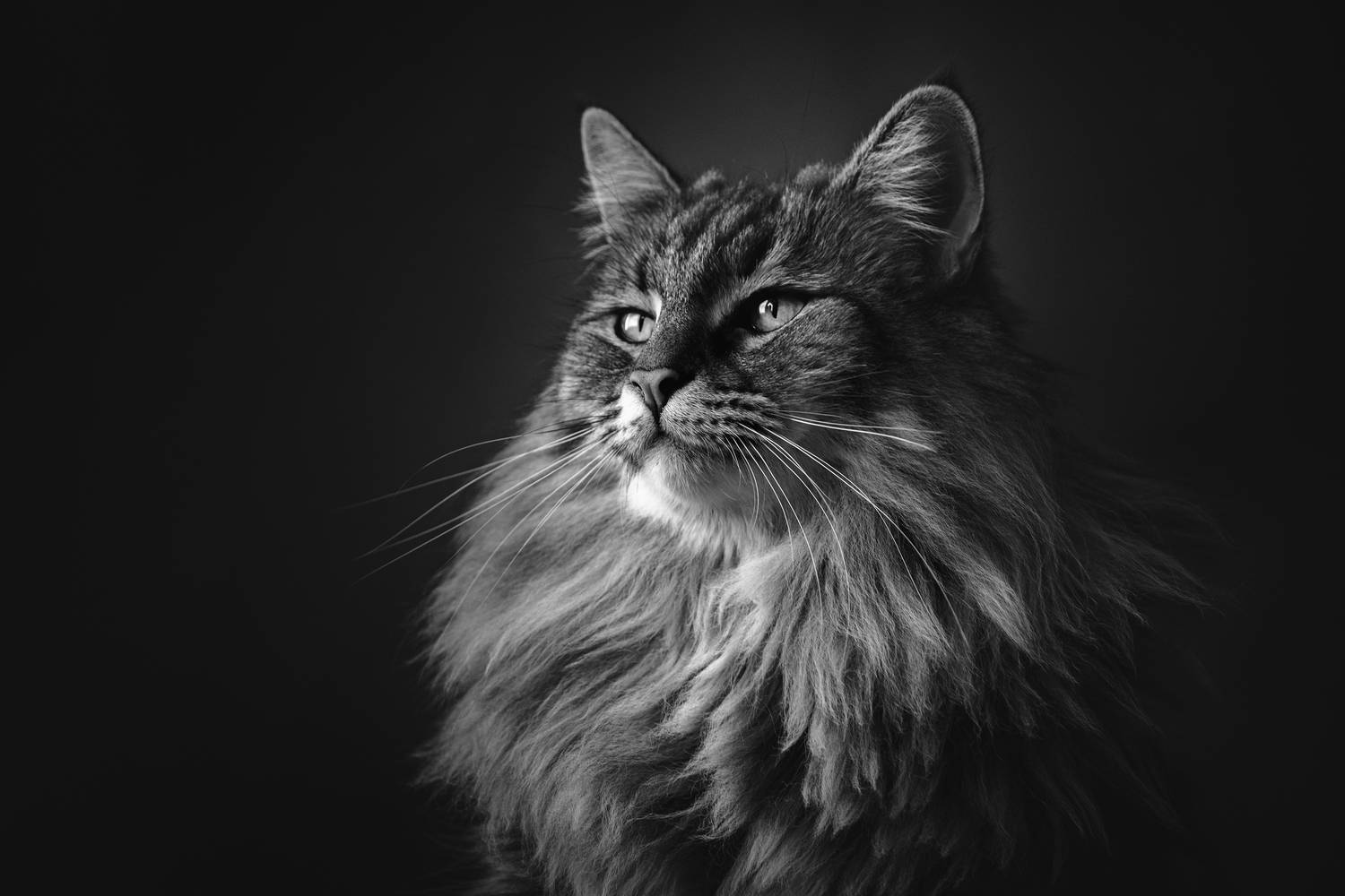 monochrome, black, and , white, natural light, photography, cat, feline, animal, pets, maine, coon,window, light, Alexandre Marques