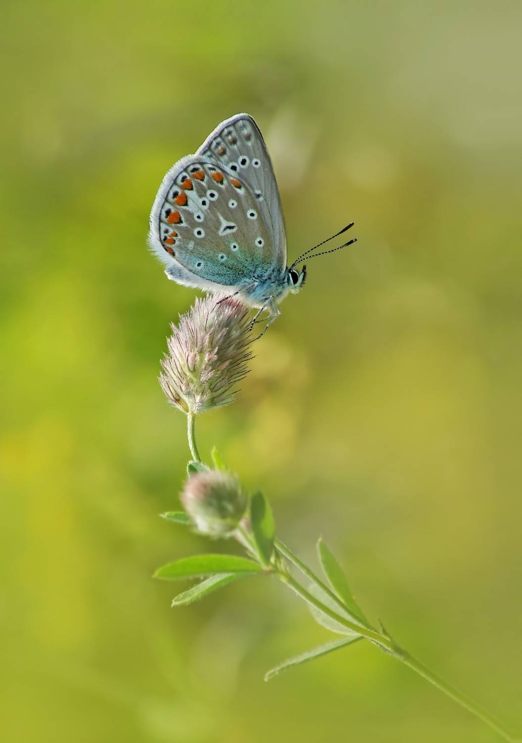 Голубянка, клевер пашенный, Чепленко Алексей