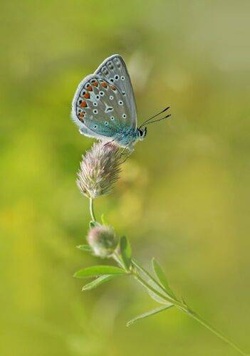 Голубянка на клевере