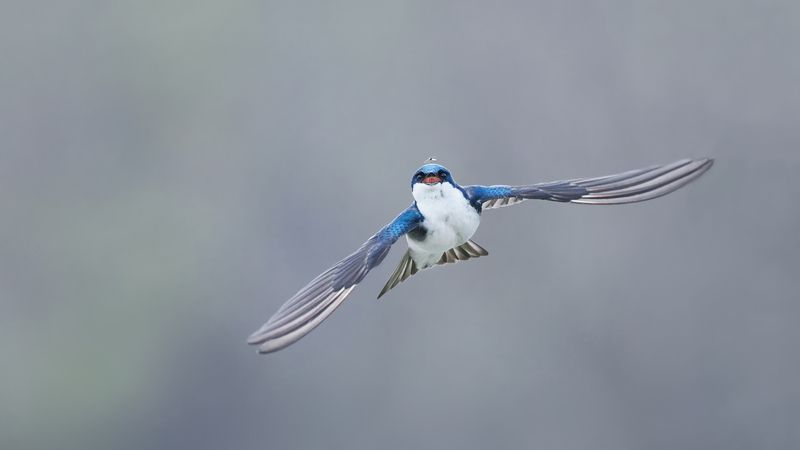 Комарик фото превью