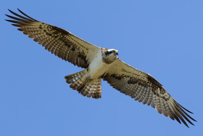 Скопа фото превью