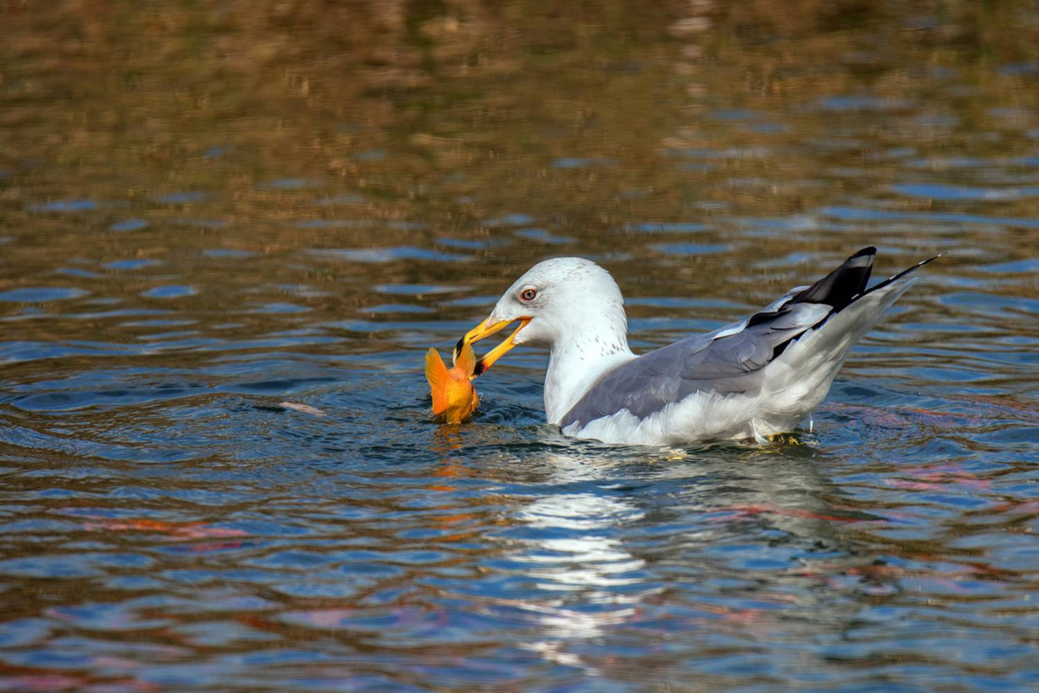 , Людмила Бекман