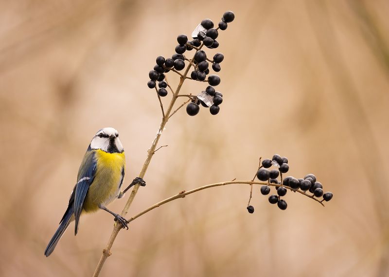 Titmouse фото превью