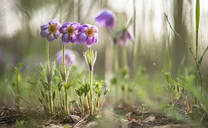 сон трава, россия, весна, апрель, пчела, воронеж, красота, nikon d 850, carl zeiss makro-planar t* 100mm f/2 zf.2 Сон... навеянный пчелой... фото превью