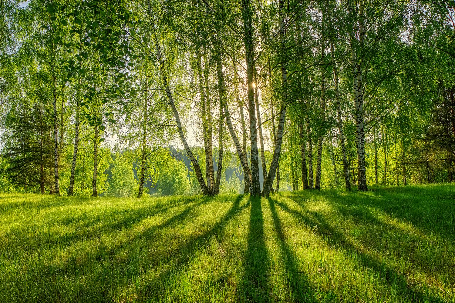 природа, пейзаж, весна, лето, лес, солнце, тени, березы, сосны, листва, трава, дымка, Юрий Спасенников
