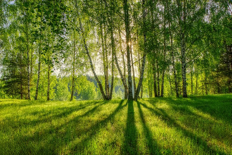 природа, пейзаж, весна, лето, лес, солнце, тени, березы, сосны, листва, трава, дымка Под сенью весенних берез фото превью