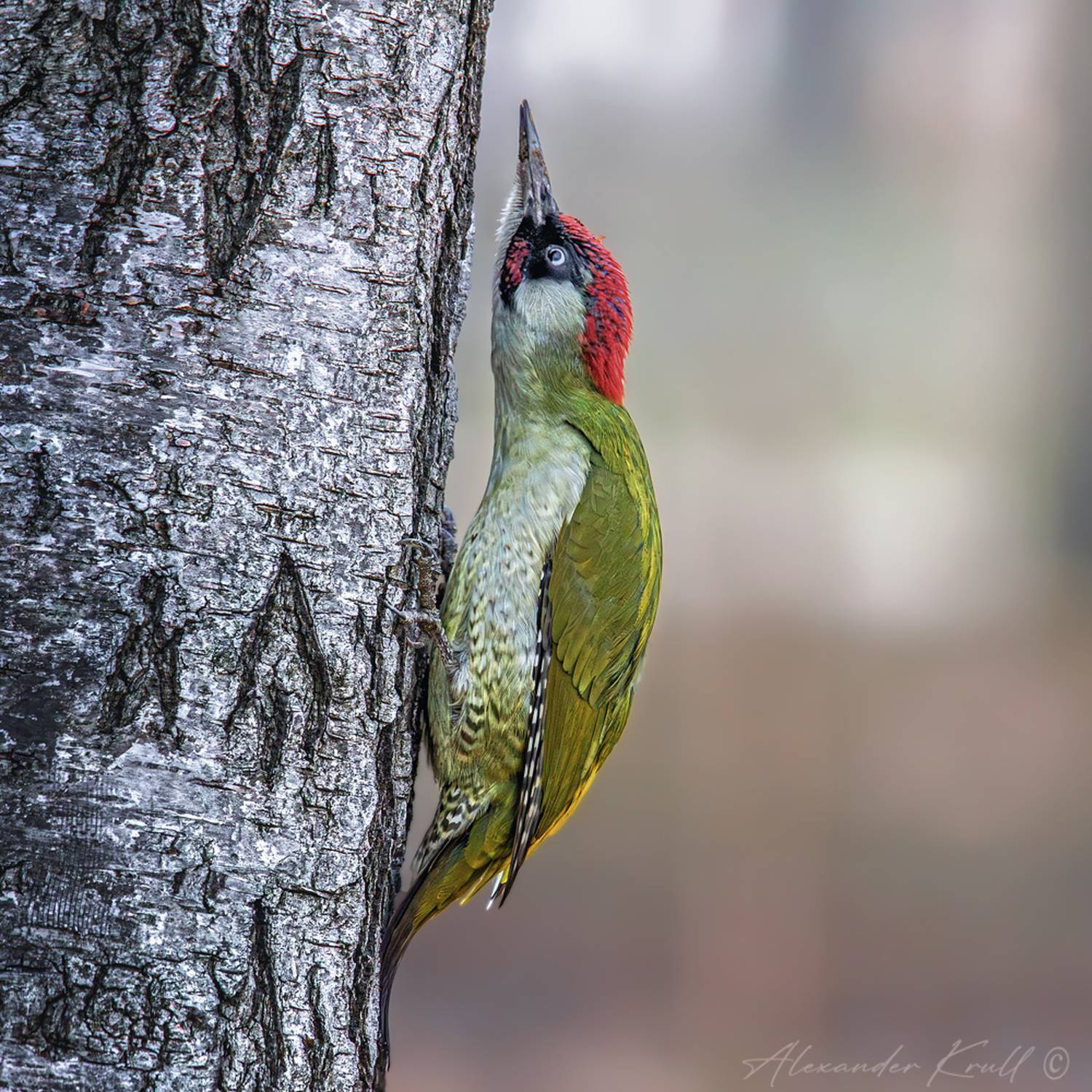 дятел, зеленый дятел, picus viridis, Круль Александр