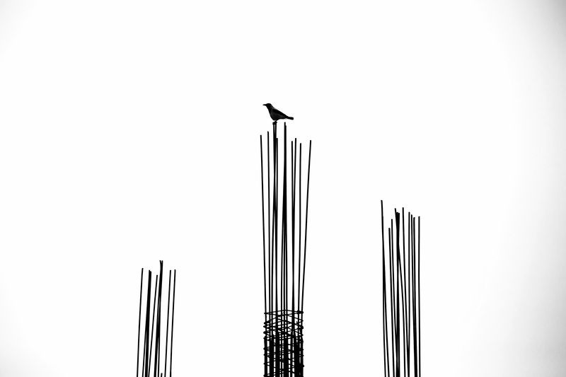 Crow фото превью