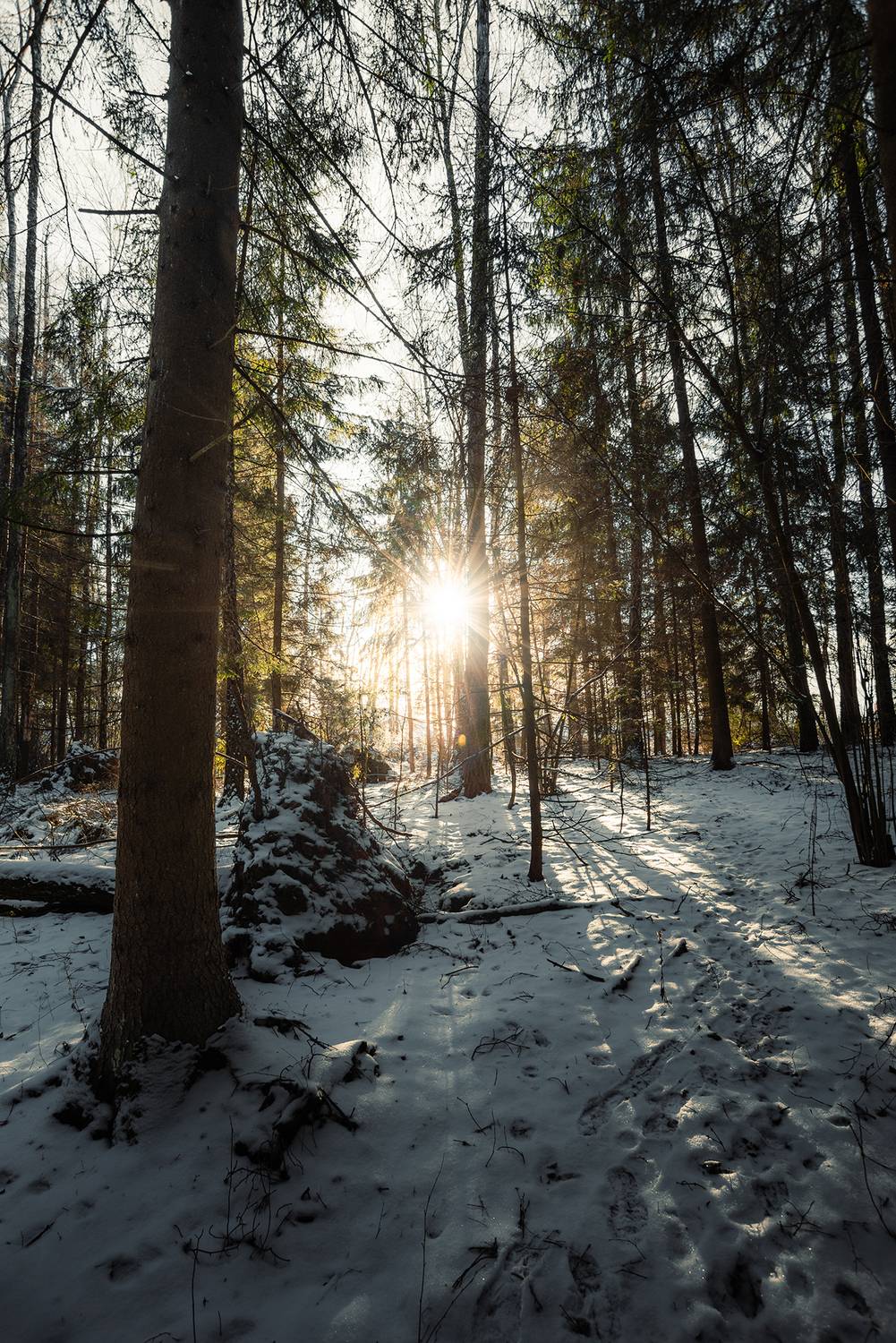 зима, лес, пейзаж, утро, февраль, winter, landscape, forest, feburary, trees, sun, sunrise, солнце, рассвет, Колесенко Иван