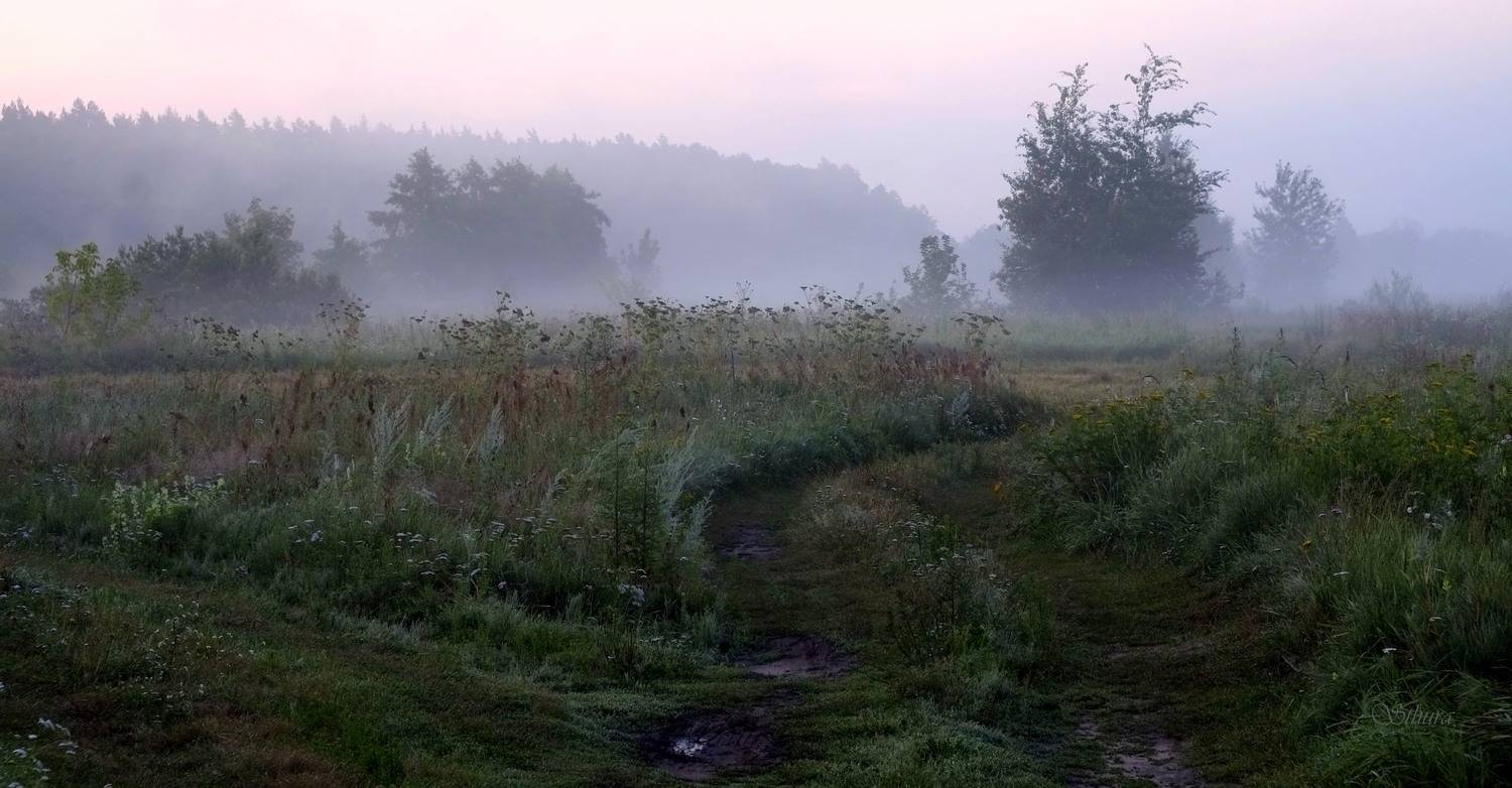 лето утро поле дороги туман пейзаж природа, Александр Строков