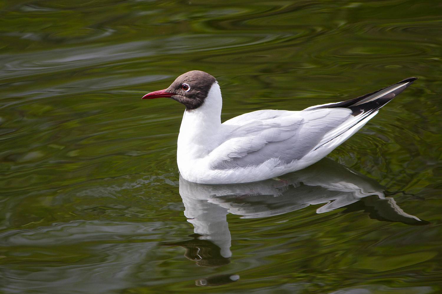 чайка, озёрная чайка, обыкновенная чайка, речная чайка, chroicocephalus ridibundus, КарОл