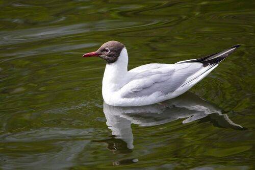 Озёрная чайка