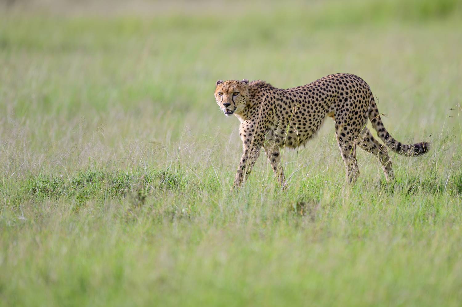 , Пупонин Сергей