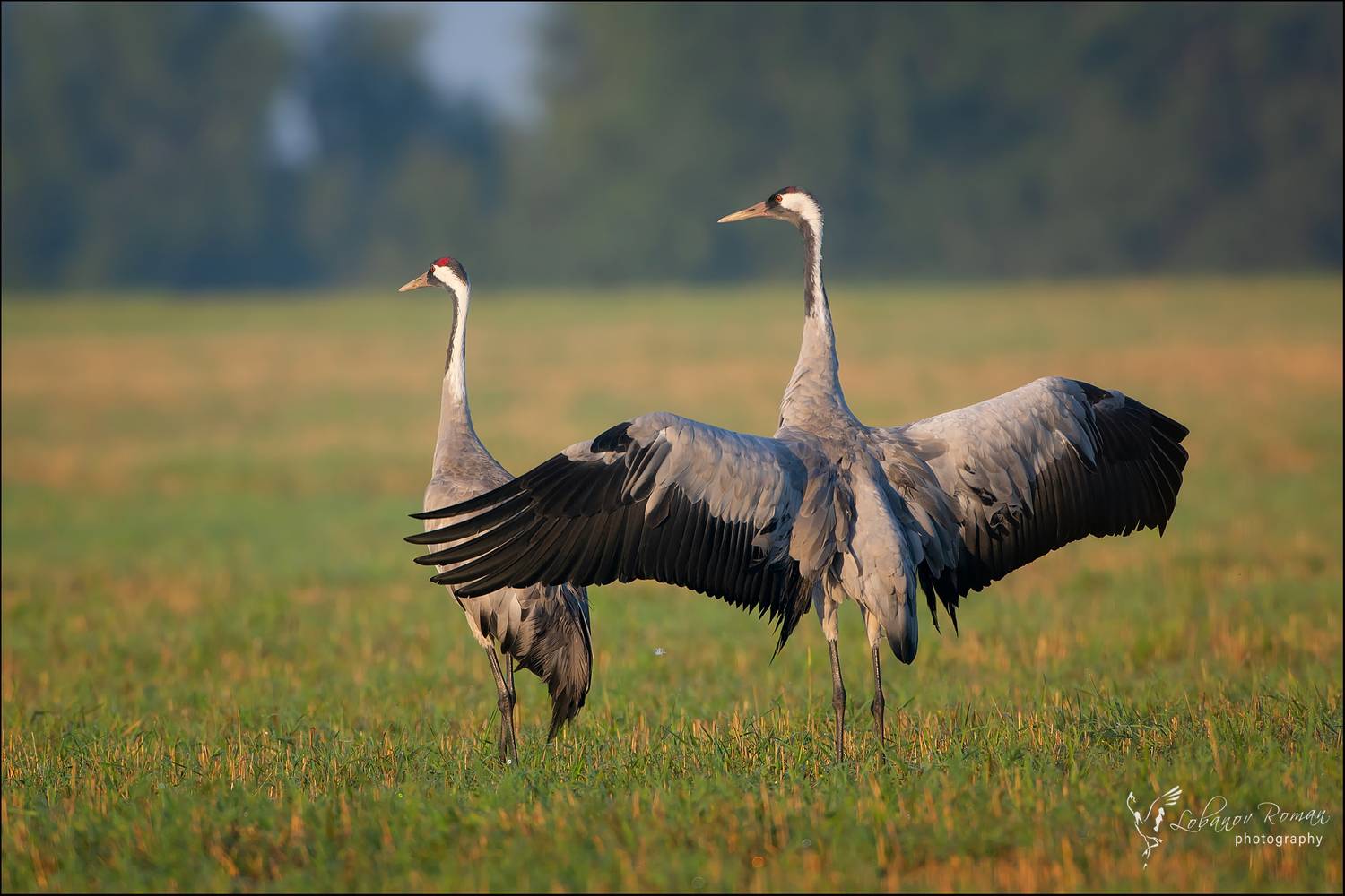 , Лобанов Роман