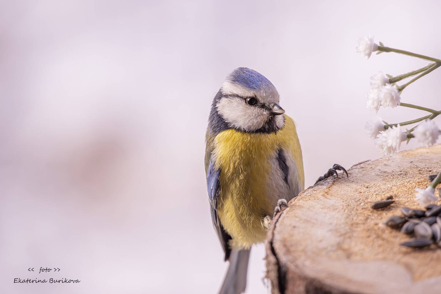 , Бурикова Екатерина