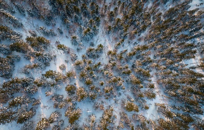 Над лиственницами фото превью