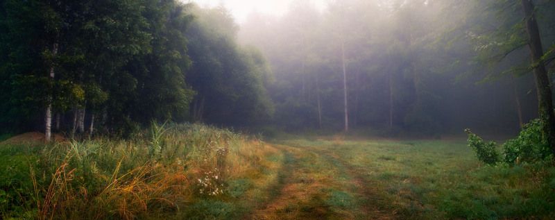Лесное утро фото превью