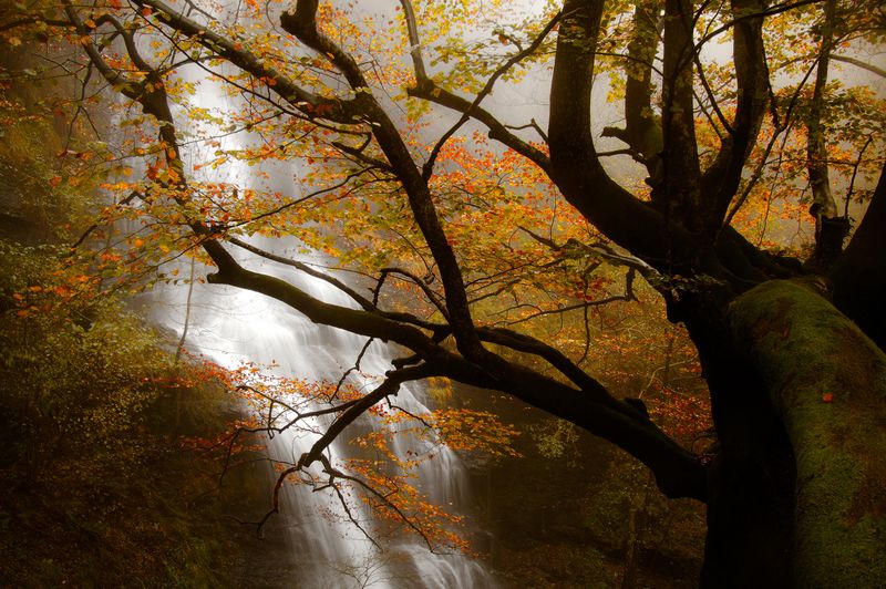 Otoño фото превью