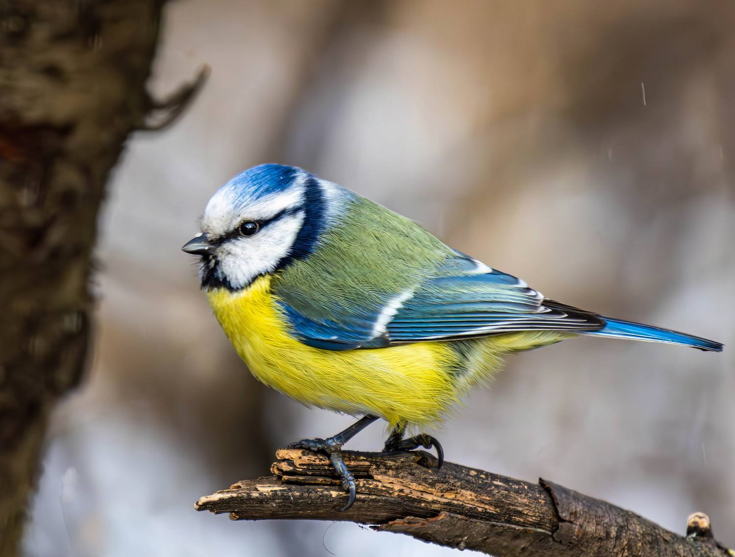 , Волынский Виктор