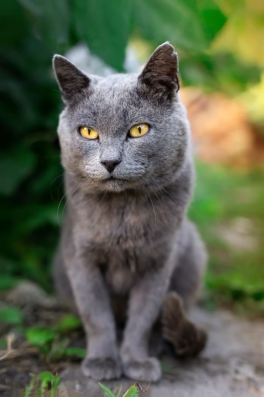 Кот фото превью