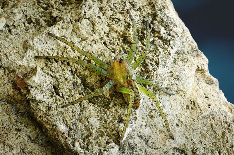 Dolomedes fimbriatus  фото превью