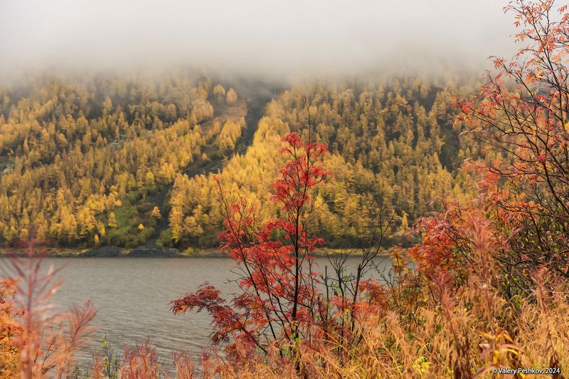 плато путорана, озеро, дюпкун, золотая осень, лиственницы, таймыр, заполярье, владимир коваль Неумолимая северная осень фото превью