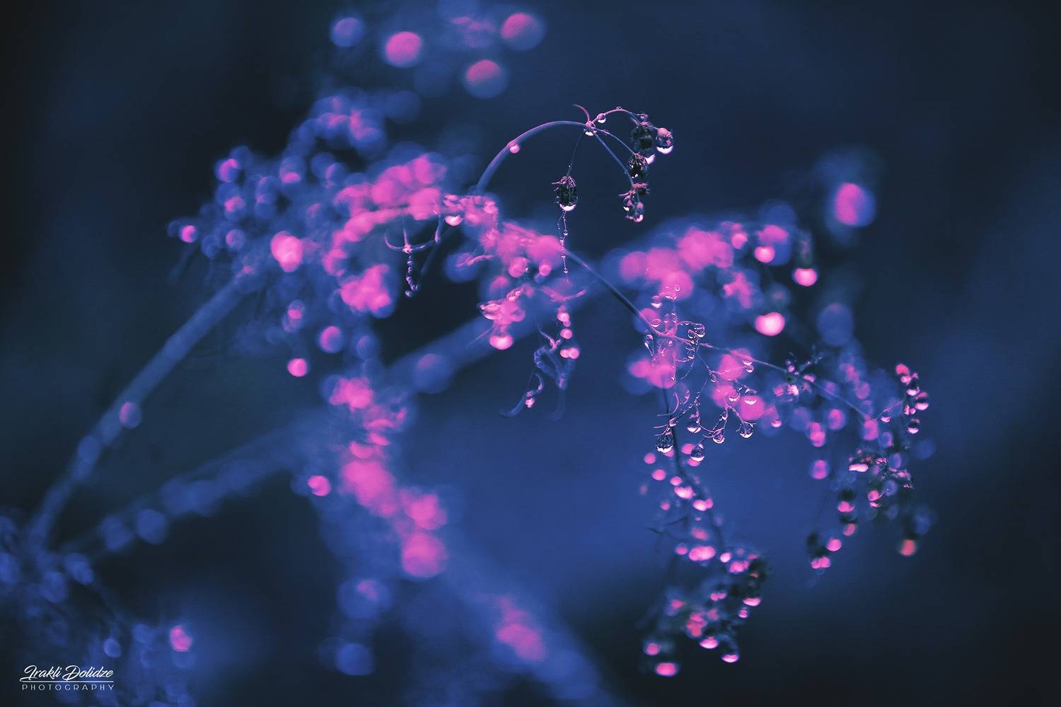 , დოლიძე ირაკლი