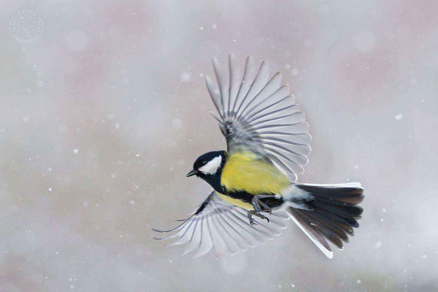 , Евгени Стефанов