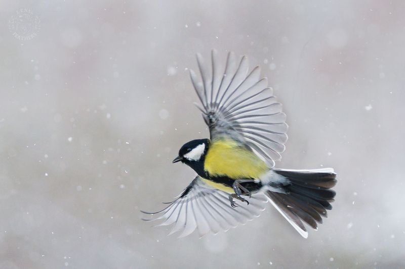 Большая синица - Lens and Feathers фото превью