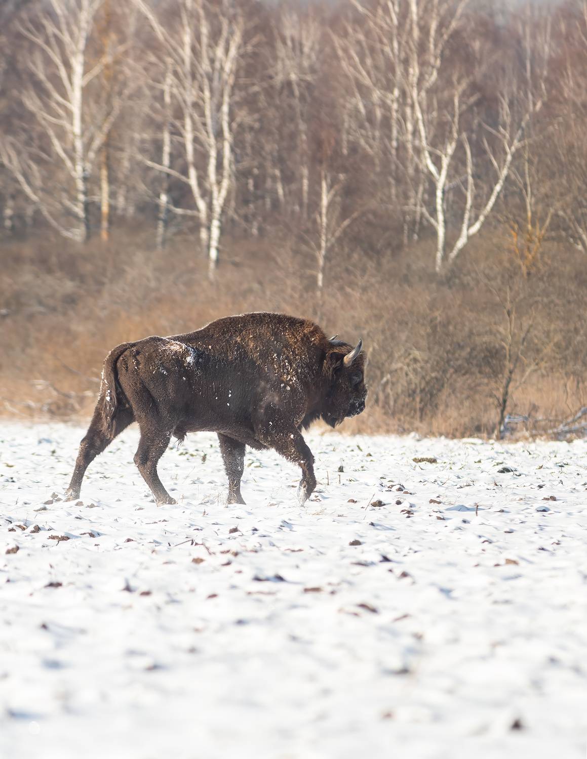 животные, природа, дикая природа, зубр, nature, canon, wildlife , Пронин Денис