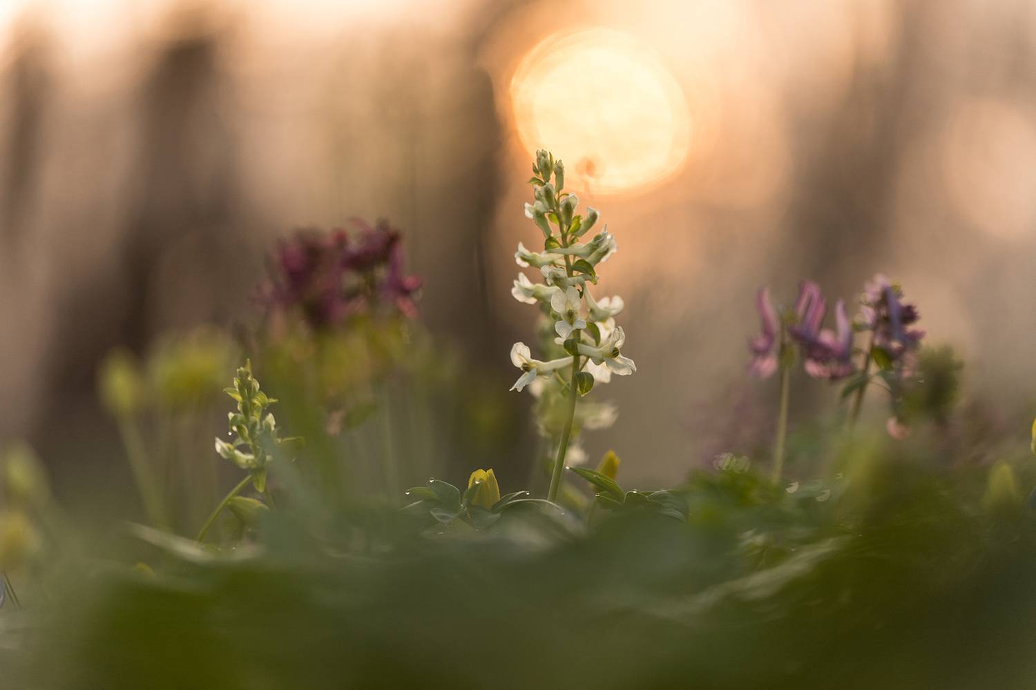 , Илья Михеев