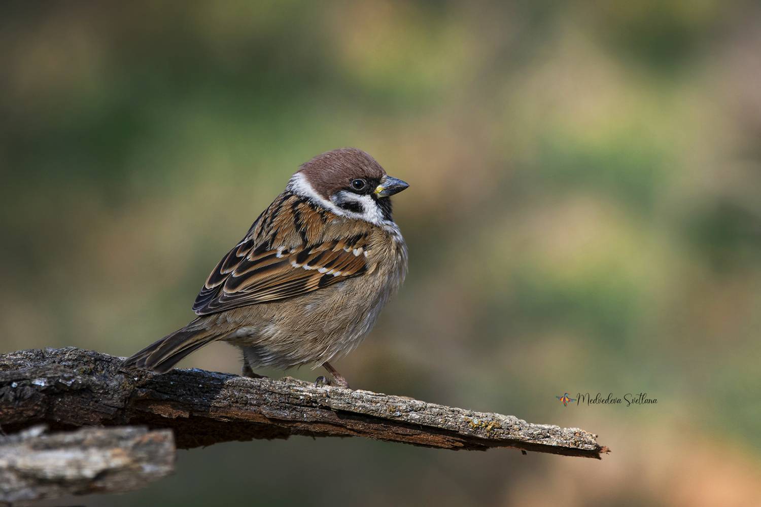птица, воробей, фотоохота, Медведева Светлана