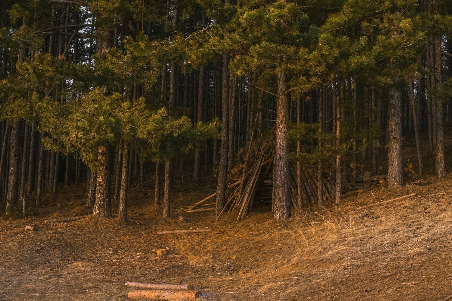 , Николов Андриян