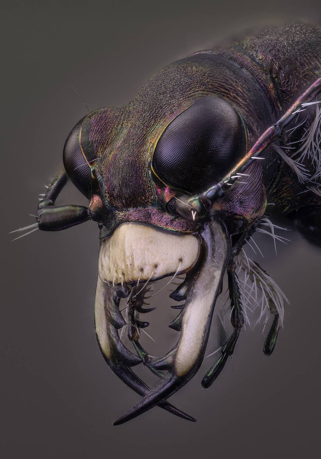 cicindela hybrida, Eugenijus Kavaliauskas