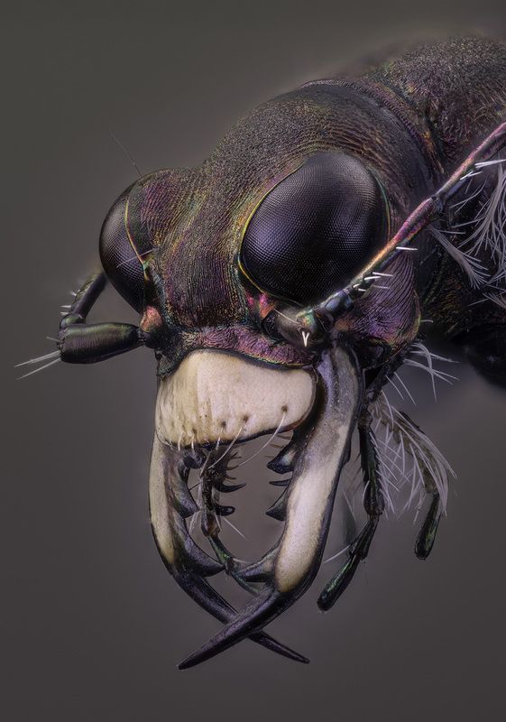 cicindela hybrida Cicindela hybrida фото превью