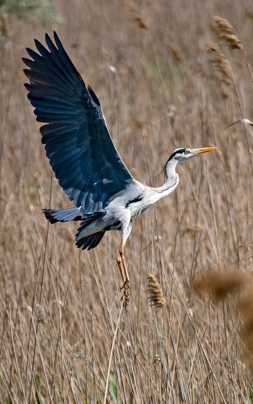 цапля птица Взлет серой цапли фото превью