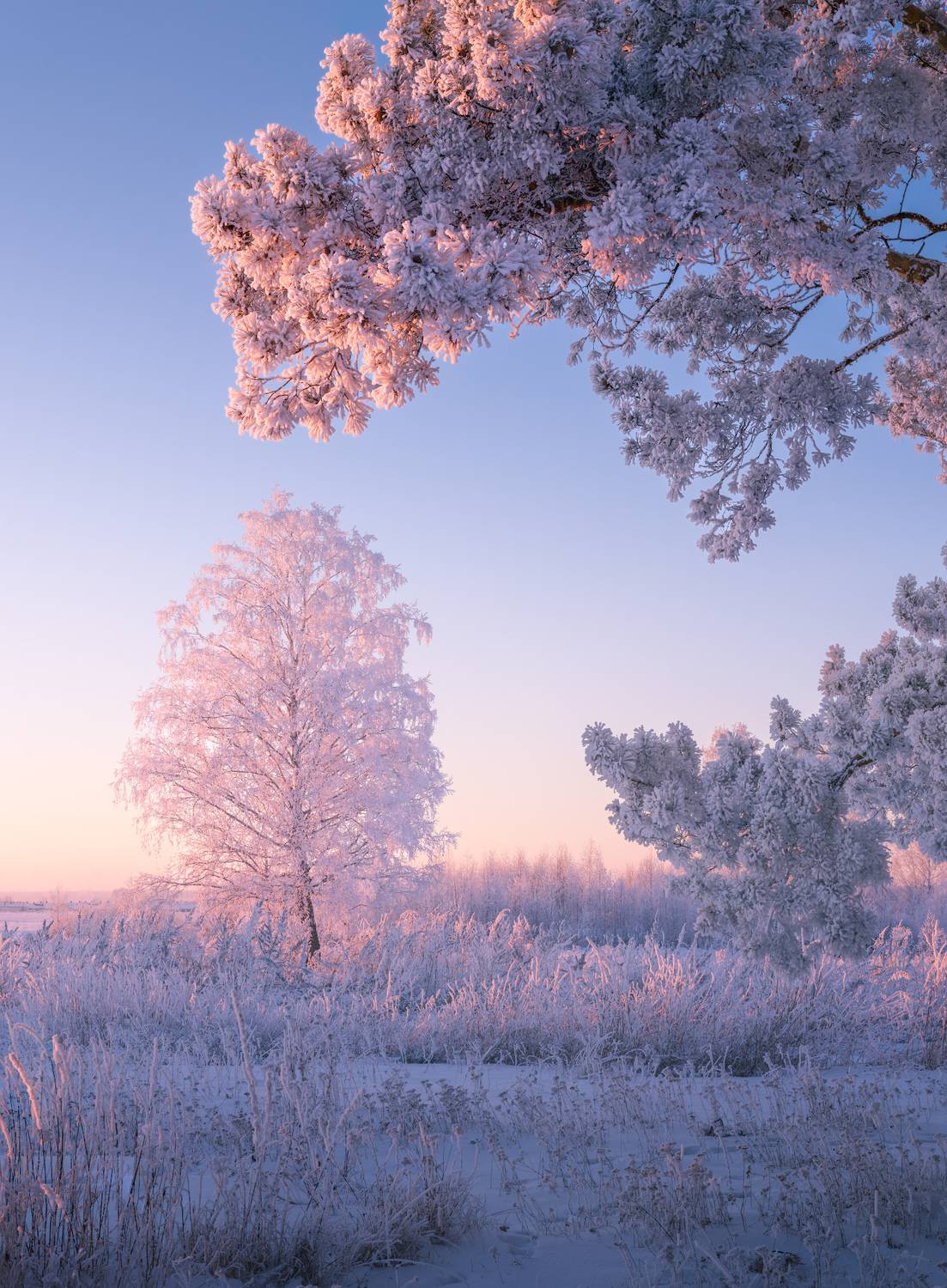 зима, мороз, снег, иней, деревья, закат, Леонтьев Константин