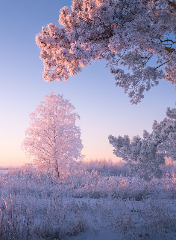 зима, мороз, снег, иней, деревья, закат Сонный лес... фото превью