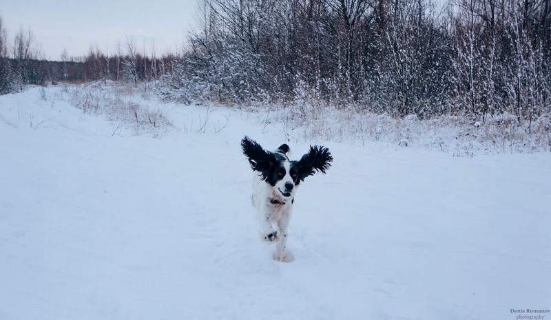 dog,собака,спаниель,spaniel *** фото превью