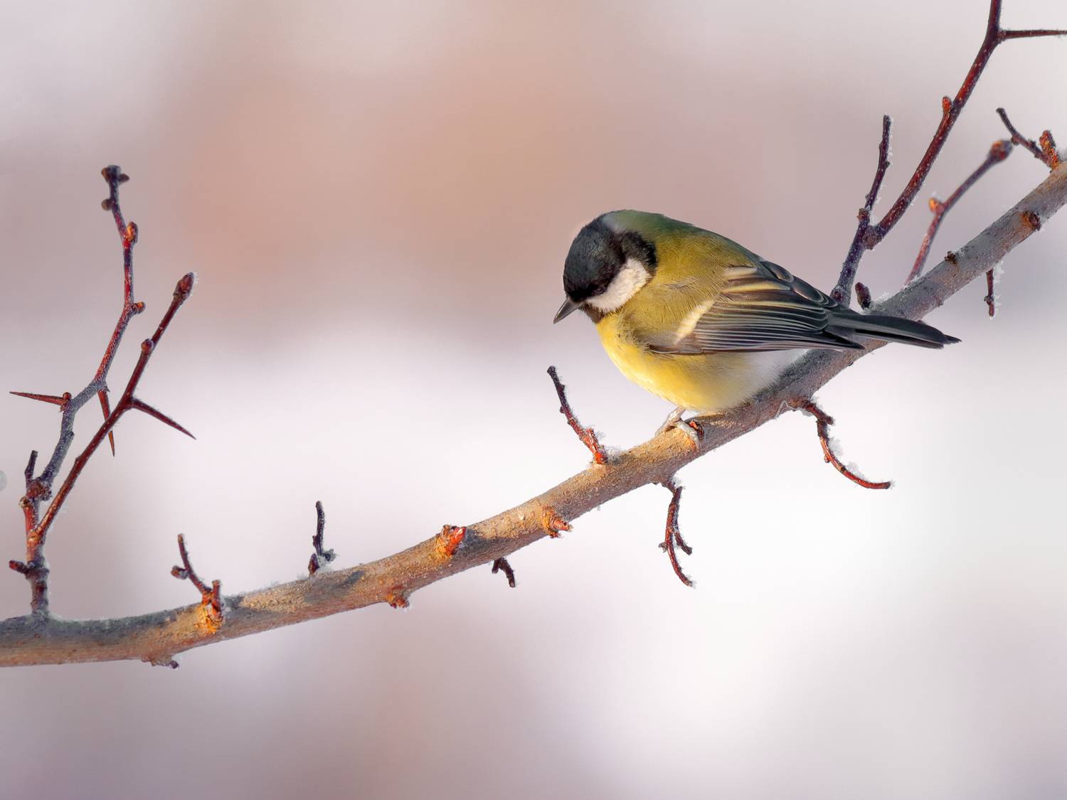 , Александр Титов